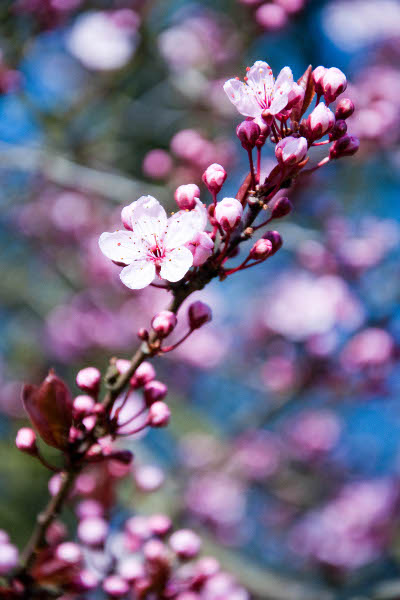 Japanese Cherry Blossom